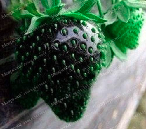 Strawberry Seed (Color: 6)