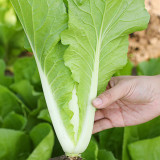 Creamy Baby Bok Choy Seeds: Crisp and Refreshing
