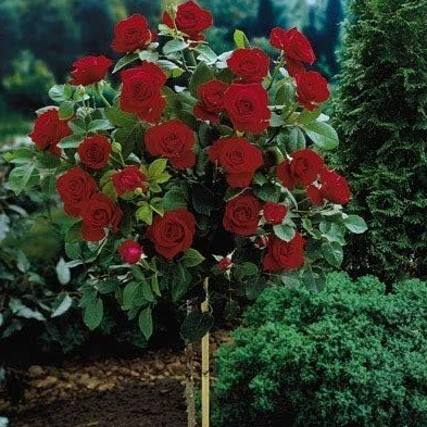 Rare Flower Rose Tree Seeds DIY Home Garden Potted Balcony & Yard Flowers