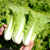 All-season Fast-growing Bok Choy Seeds