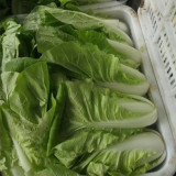All-season Fast-growing Bok Choy Seeds
