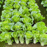 All-season Fast-growing Bok Choy Seeds