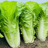 All-season Fast-growing Bok Choy Seeds