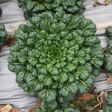 Wutacai, Black Cabbage Seeds