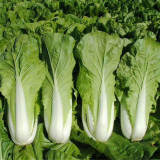 All-season Fast-growing Bok Choy Seeds