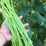 Ganzhimei Yardlong Bean Seeds