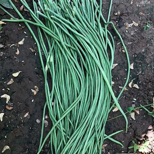 Continuously Harvestable Yardlong Bean Seeds