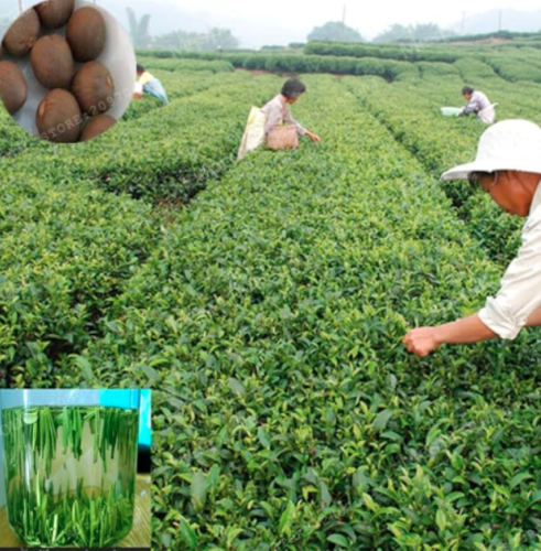 Chinese Green Tea Tree Seed Plant Healthy Seed Camellia Sinensis