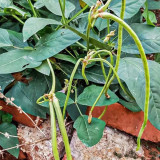 No Trellis Required Yardlong Bean Seeds