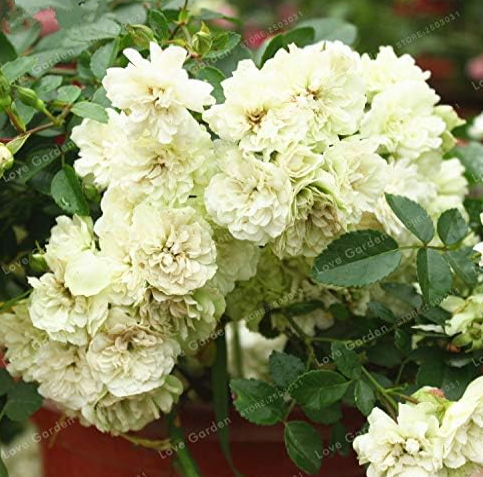 Ground Cover Roses Seed Flower Seed Perennial Ground Cover Flower