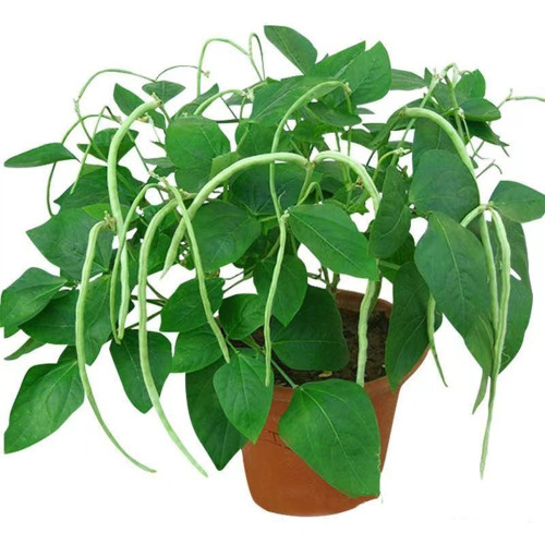 No Trellis Required Yardlong Bean Seeds