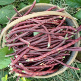 Mandihong Purple Yardlong Bean Seeds (No Trellis Required)