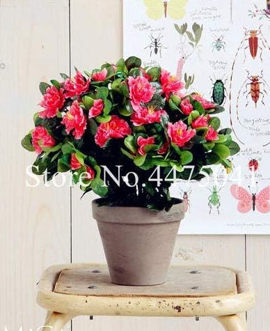 Japanese Azalea Bonsai Seeds, Rhododendron Azalea