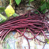 Mandihong Purple Yardlong Bean Seeds (No Trellis Required)