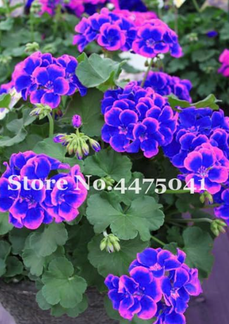 Rare Geranium Leaf Seed, Pelargonium,Zonal Geranium Perennial Flower