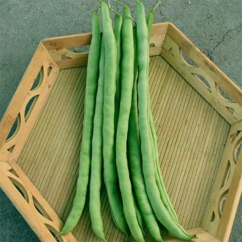 Stringless Snap Bean Seeds