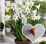 White Hippeastrum Rutilum Bulbs