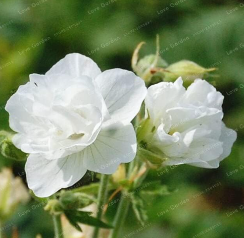 Rare Geranium Seed Summer Skies Pelargonium Perennial Flower