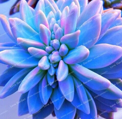 Blue Succulents Witchford Lithops Cactus Seed Beautiful Stone Flower