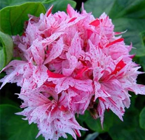 Geranium Seed Flower Pelargonium Peltatum Potted Plant Geranium for Home Garden Planting