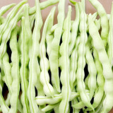 Continuously Harvestable Nine-grain White Kidney Bean Seeds