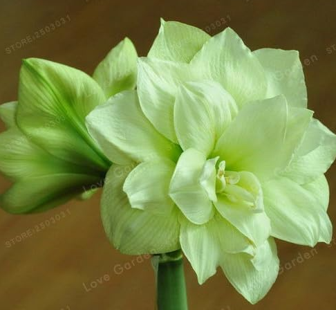 Amaryllis Bulbs Green Hippeastrum Bulb