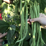 Stringless Snap Bean Seeds