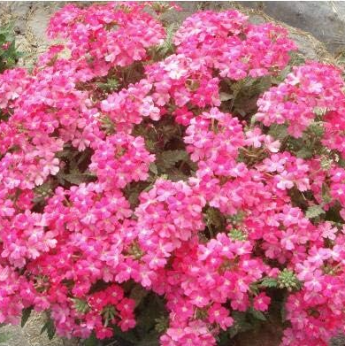 Verbena -s Climbing Vine Flower -s Home Garden Multi-Color