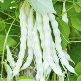 Continuously Harvestable Nine-grain White Kidney Bean Seeds
