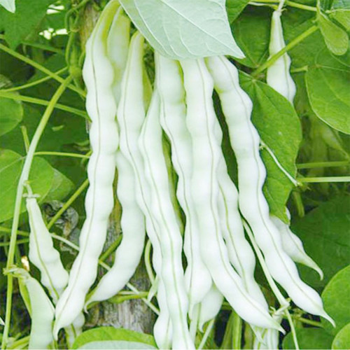 Continuously Harvestable Nine-grain White Kidney Bean Seeds