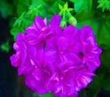 Elegant Purple Univalve Geranium Seed Perennial Flower