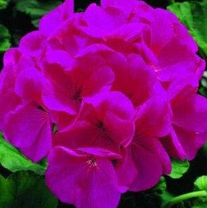 Geranium Seeds, Pelargonium, Zonal Geranium Seed Flower Home Garden