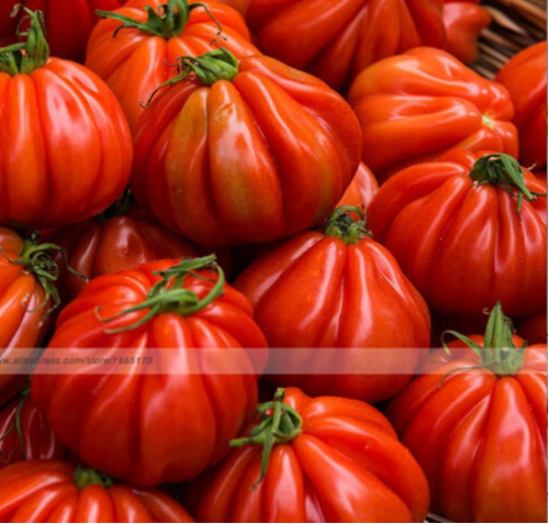 Super-Healthy Antioxidant-Rich Tasty Ancient Giant Italian Trumpet Bell Tomato Seeds