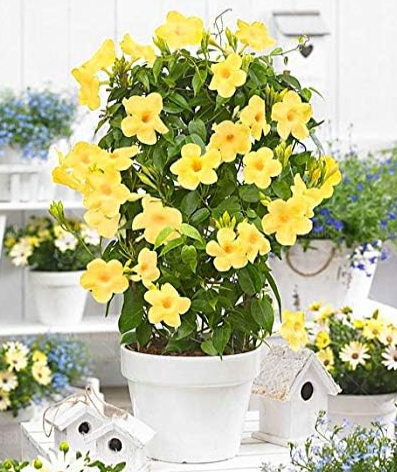 Mandevilla Sanderi Seed Beautiful Climbing Flower Seed Plants Mixed Colors Flowers
