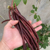 Mandihong Purple Yardlong Bean Seeds (No Trellis Required)