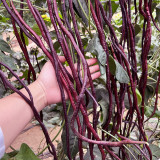 Mandihong Purple Yardlong Bean Seeds (No Trellis Required)