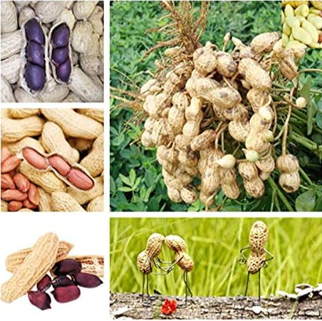Arachis Hypogaea Seed Chinese Peanut Plant Seeds