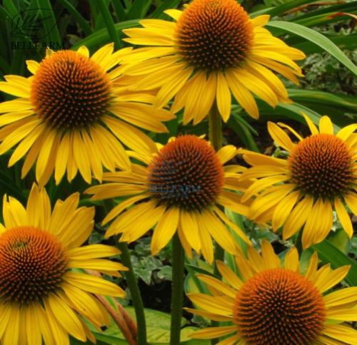 Echinacea purpurea Perennial Seed Coneflowers Yellow