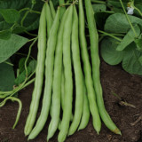 Pioneer Snap Bean Seeds