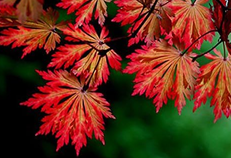 Acer japonicum 'Acontifolium' - Full Moon Maple - Downy Japanese Maple