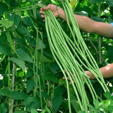 Yapajia 28-2 Yardlong Bean Seeds