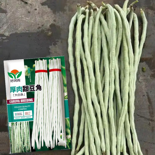 Thick-fleshed Sweet Cowpea Seeds