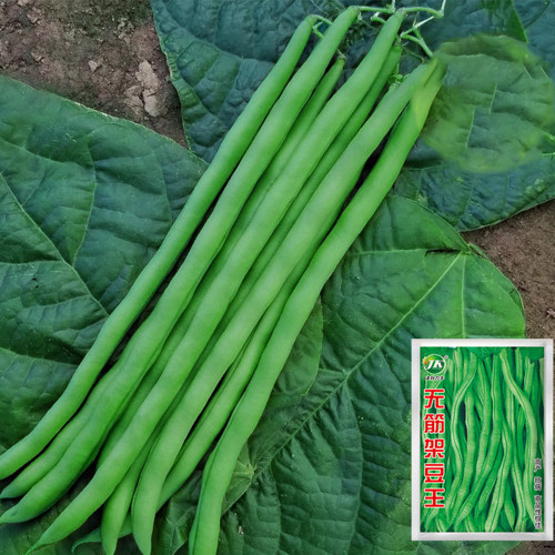 Stringless Snap Bean King Seeds