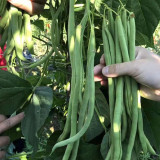 Stringless Snap Bean King Seeds