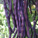 Fall Purple Kidney Bean Seeds
