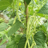 Supplier Snap Bean Seeds