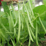 Supplier Snap Bean Seeds