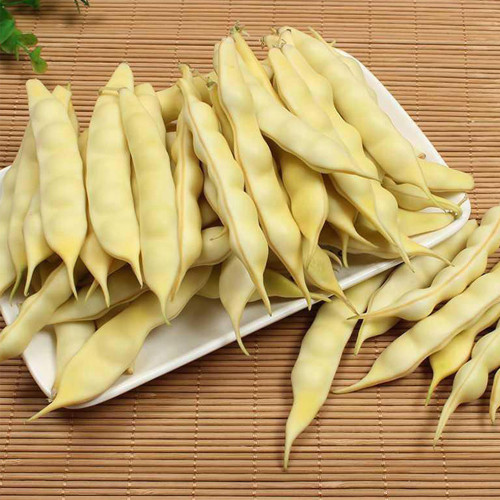 Golden Hook Kidney Bean Seeds