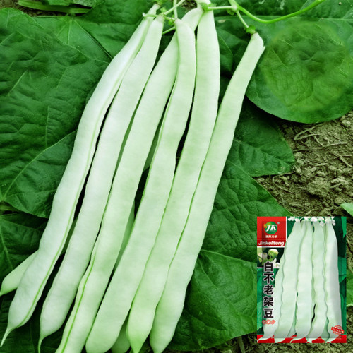 Baibulao White Kidney Bean Seeds