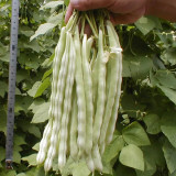 Baibulao White Kidney Bean Seeds